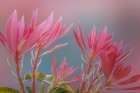 USA, Washington State, Seabeck. Close-up of Japanese pieris plants. Art Print